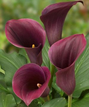 Calla 'Odessa'