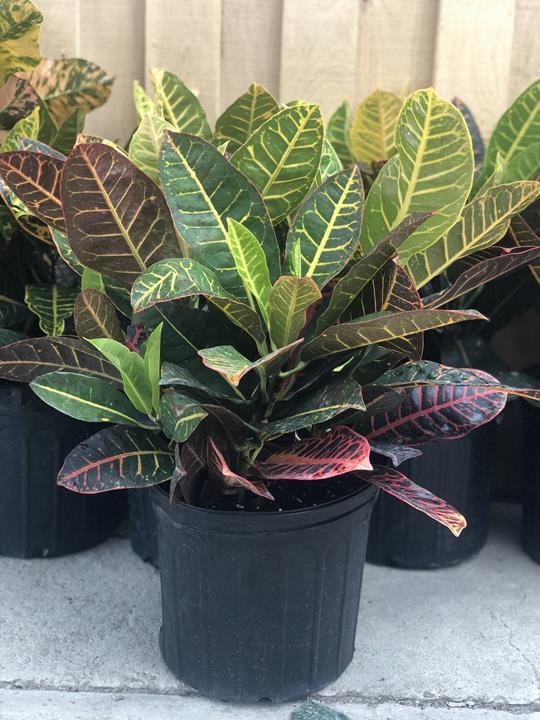 Croton ASSORTI