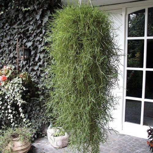 Agrostis stolonifera 'Green Twist' Trailing Bamboo