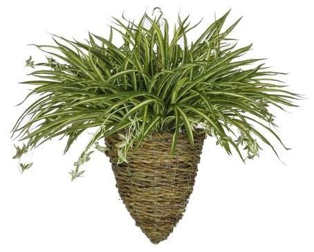 Chlorophytum Comosum (plante araignée)