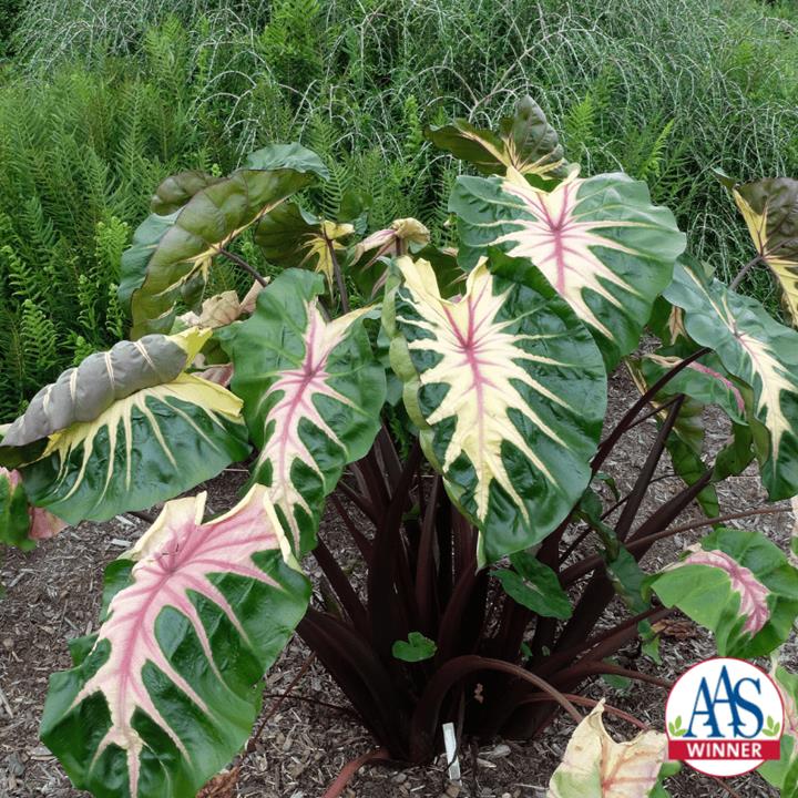 Colocasia esculenta Royal Hawaiian® 'Waikiki'