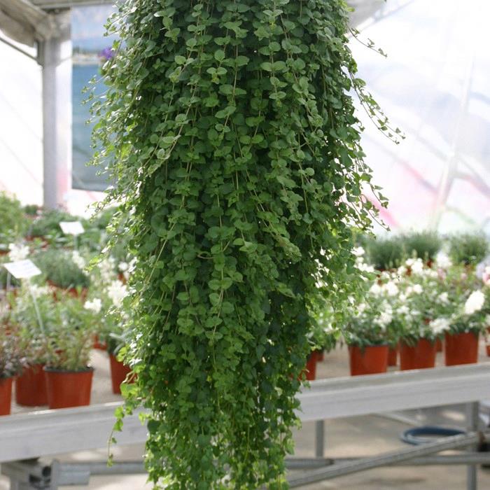 Satureja douglasii (Menthe indienne)