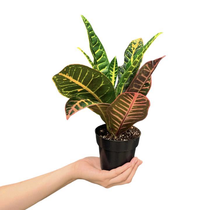 Croton Petra