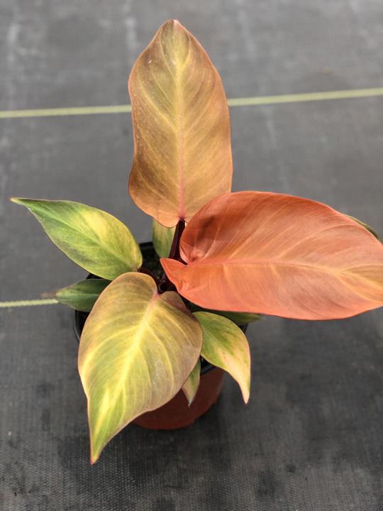 Philodendron McColley's Finale