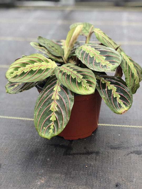 Maranta Tricolor