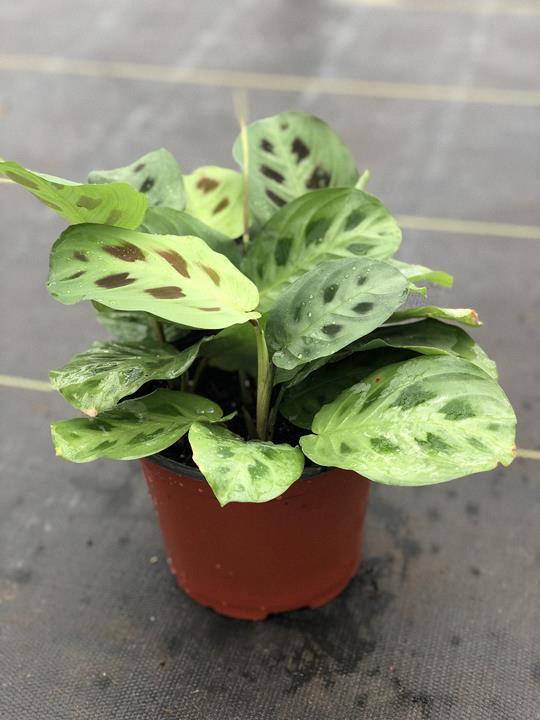 Maranta leuconeura kerchoveana « Vert »