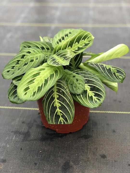 Maranta leuconeura Lemon Lime