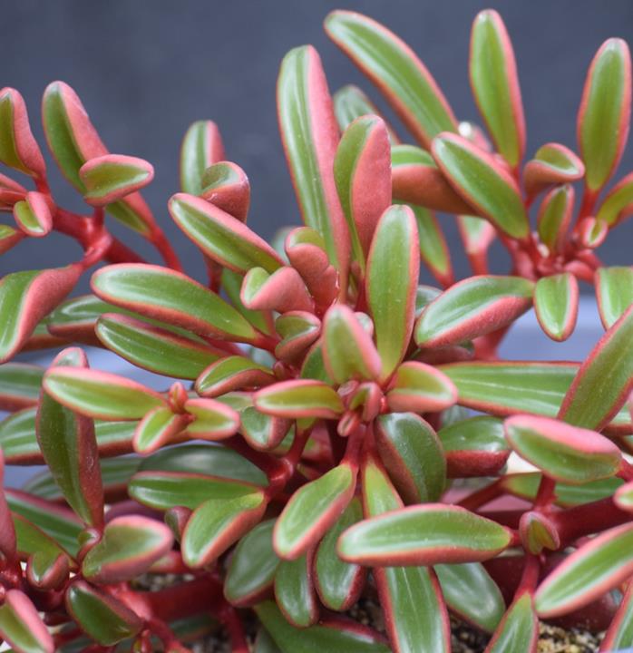 Peperomia graveolens 'Ruby Glow'