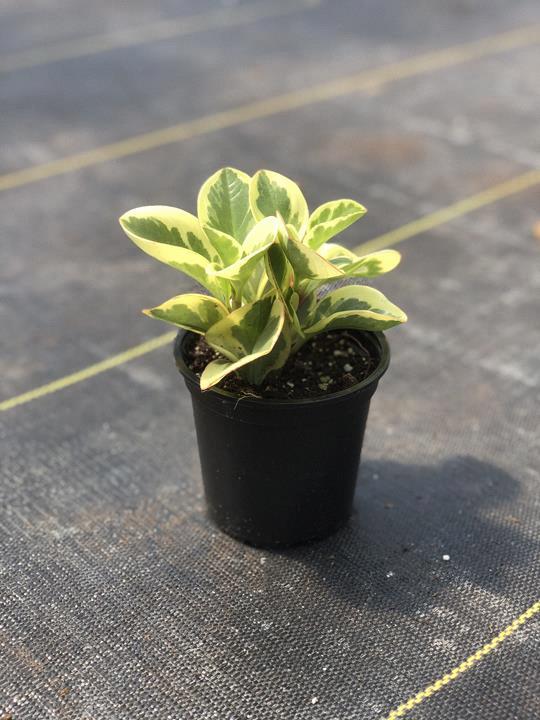 Peperomia obtipan 'Citrus Twist' 