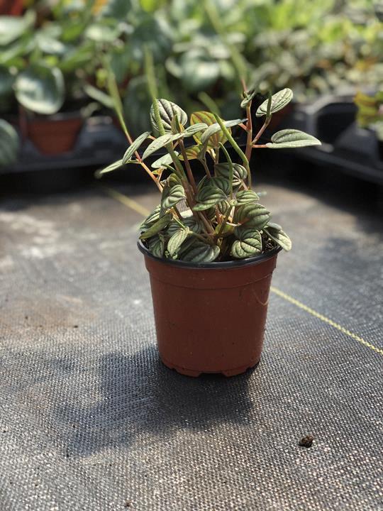 Peperomia 'Piccolo Banda'