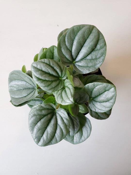 Peperomia Frost