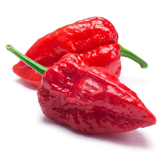 Piment Fort Bhut Jolokia Red