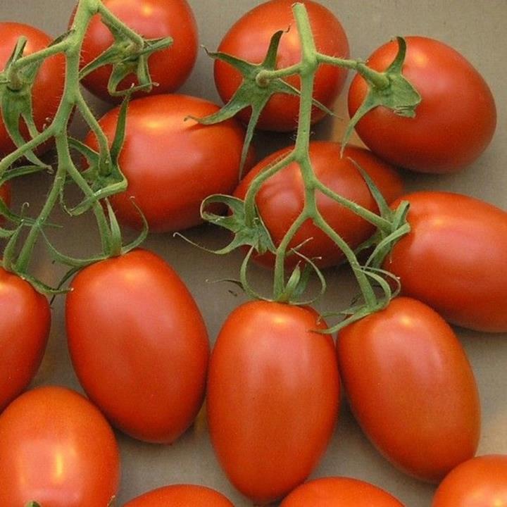 Tomate Little Napoli (Mini Roma)