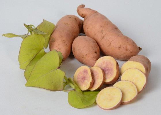 Patate sucrée - Ipomoea batatas Treasure Island™ Makatea