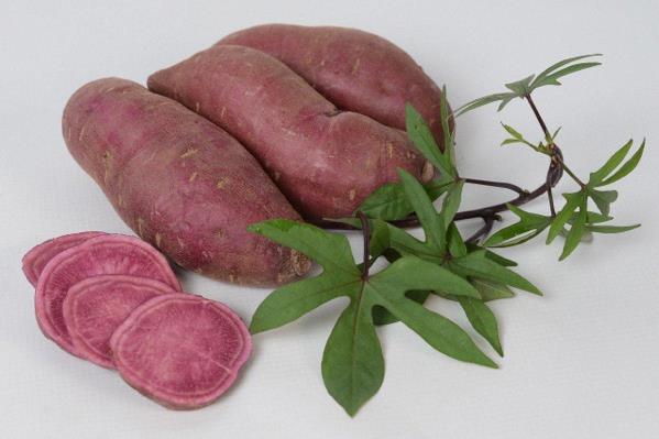Patate sucrée - Ipomoea batatas Treasure Island™ Tahiti 