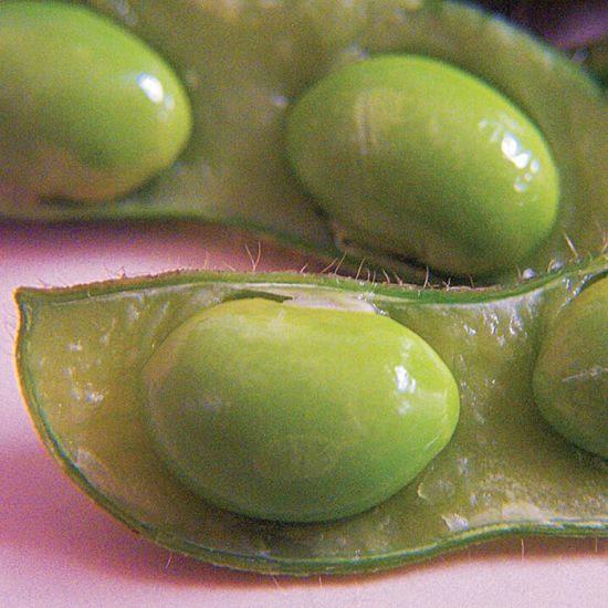Fève Soya Edamame