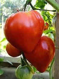 Tomate Coeur de Boeuf rose