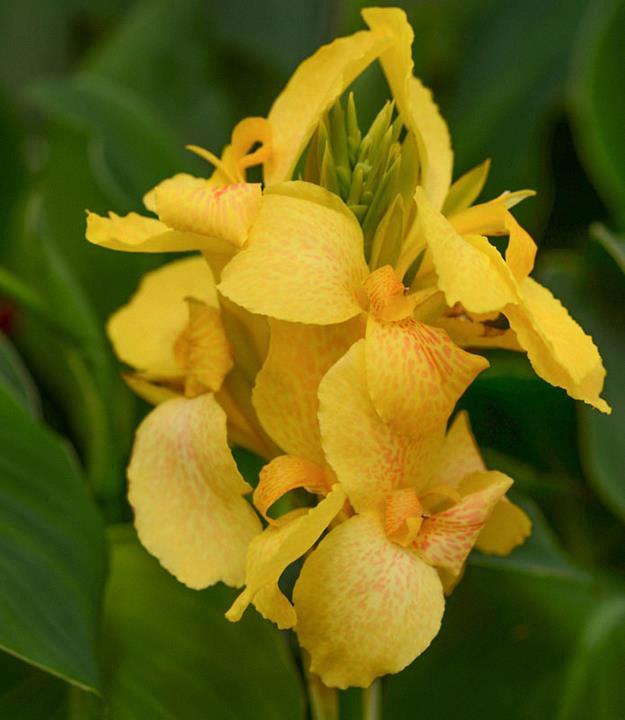 Canna Cannova® 'Yellow'