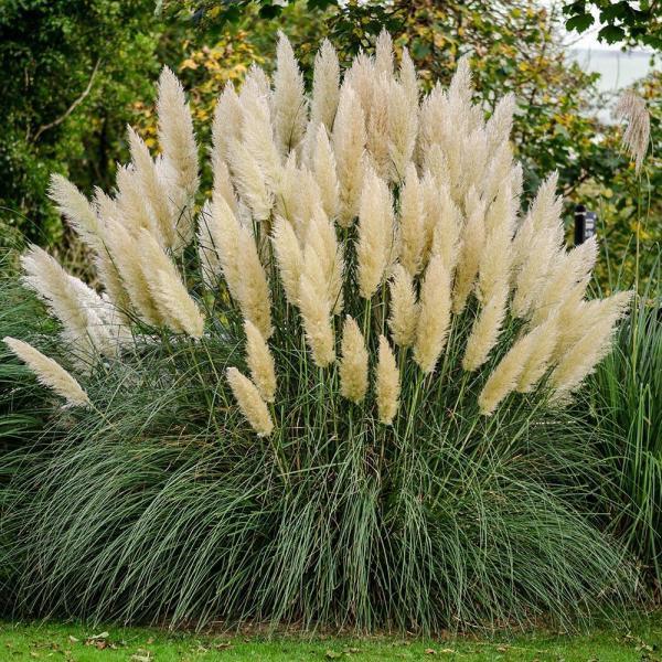 Herbe de la Pampa