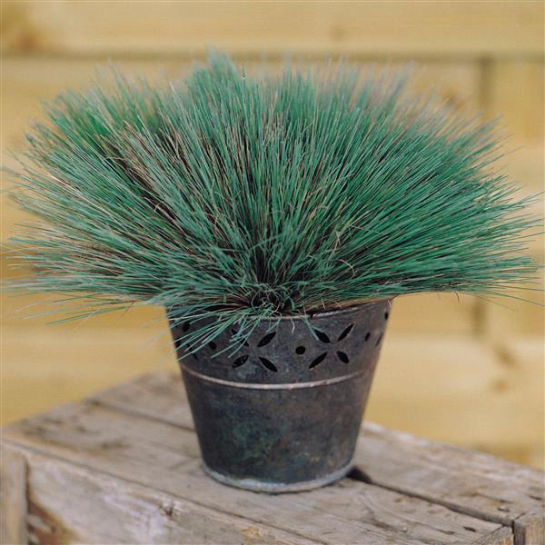 Corynephorus Spiky Blue ColorGrass