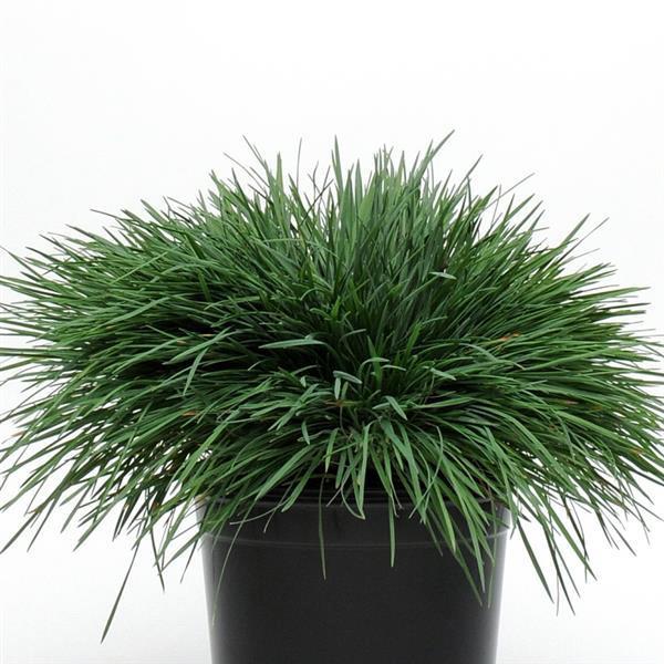 Koeleria glauca Coolio ColorGrass®