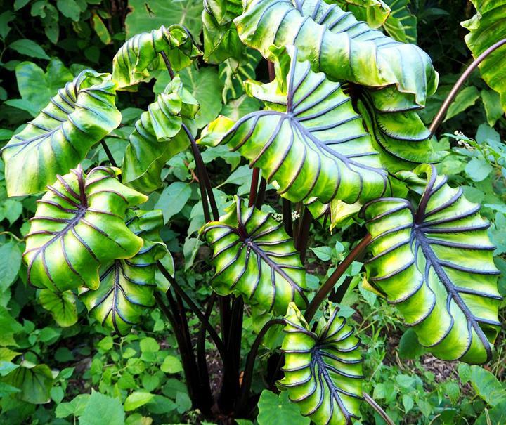 Colocasia esculenta Pharaoh's Mask