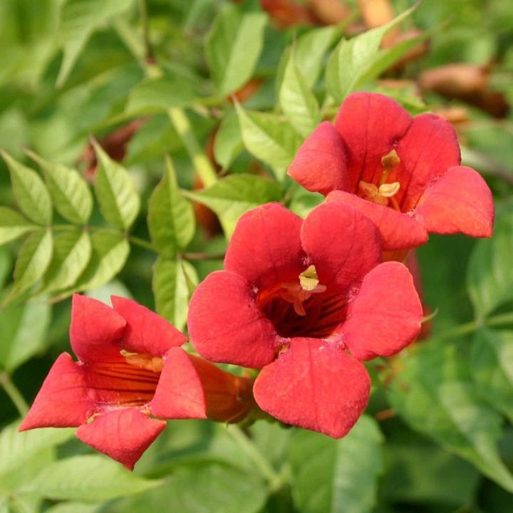 Campsis radicans Flamenco