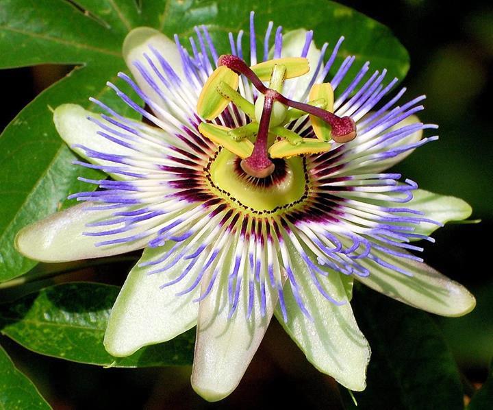 Passiflora caerulea *QUANTITÉ LIMITÉE*