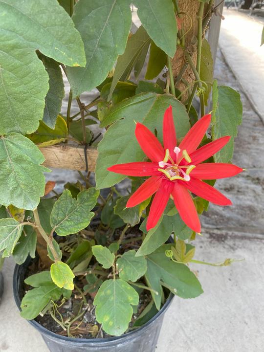 Passiflore rouge