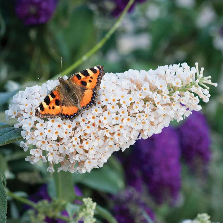 Buddleja Buzz Ivory 