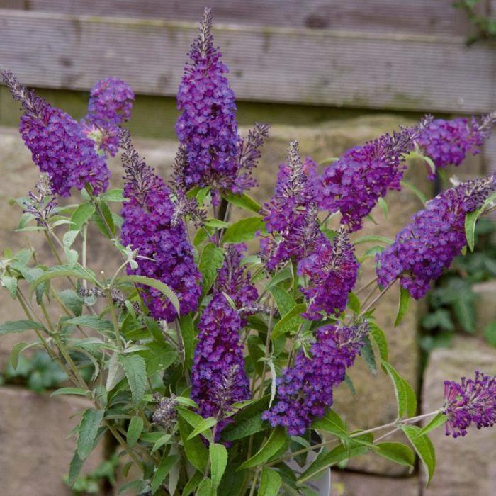 Buddleja Buzz Purple