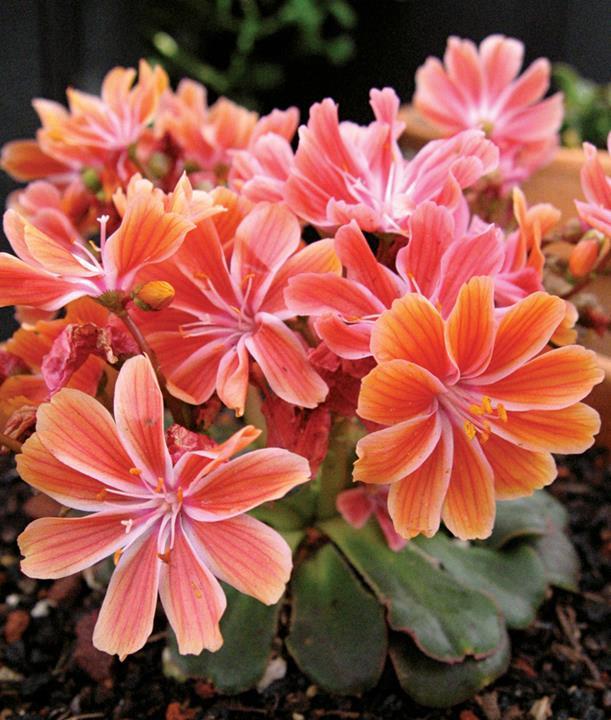 Lewisia cotyledon ‘Sunset’ strain