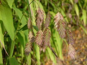 Chasmanthium latifolium (Avoine)