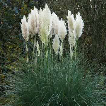 Cortaderia selloana 'Pampas' Pink