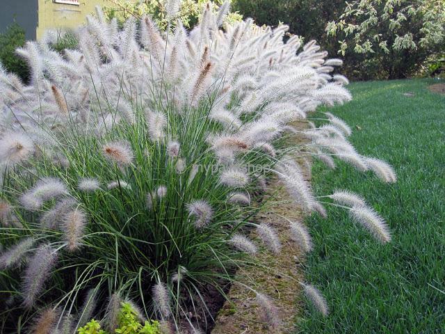 Pennisetum alpecuroides 'Hameln'