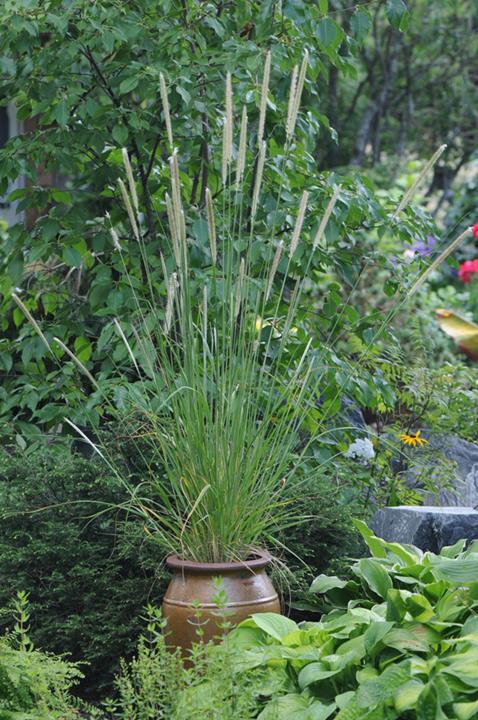 Pennisetum macrourum ‘White Lancer’