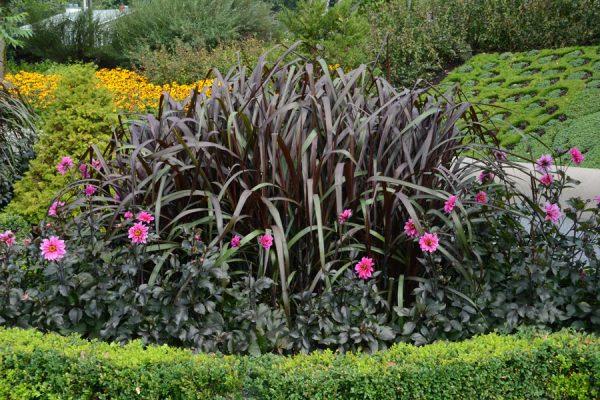 Pennisetum purpureum ‘Majestic’
