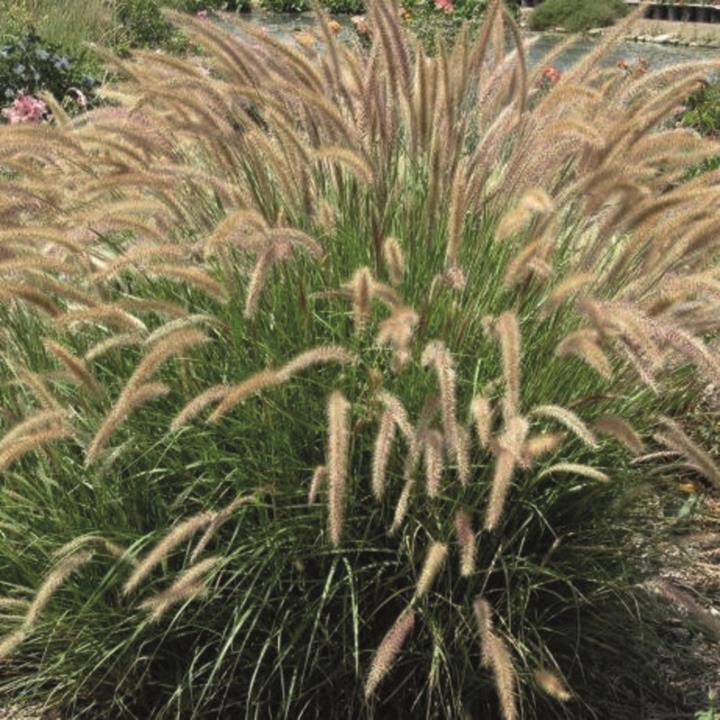 Pennisetum 'Fuzzy'