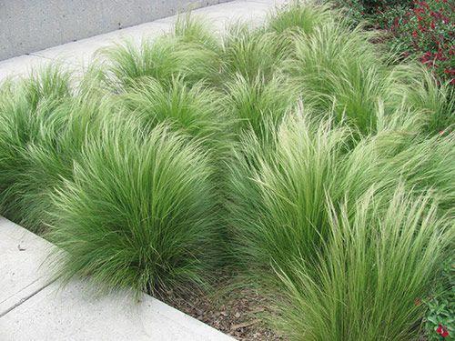 Stipa Pony Tails ColorGrass®