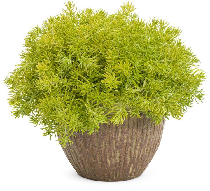 Sedum lemon coral (sedum mexicanum)