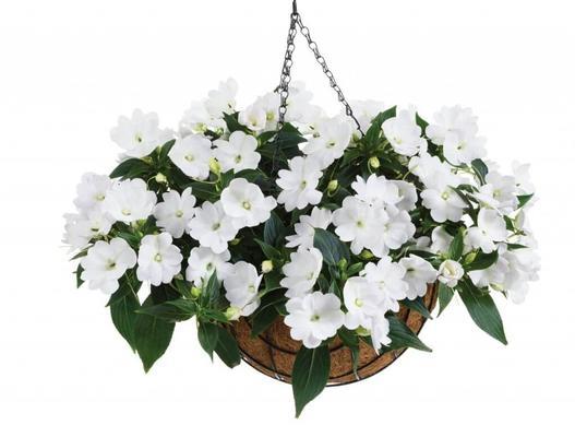 Impatiens nouvelle-guinée Bounce™ White