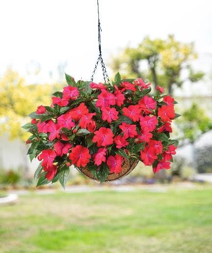 Impatiens nouvelle-guinée Bounce™ Pink Flame