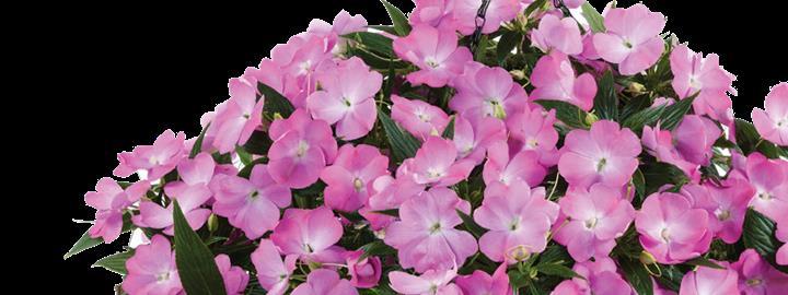 Impatiens nouvelle-guinée Bounce™ Violet