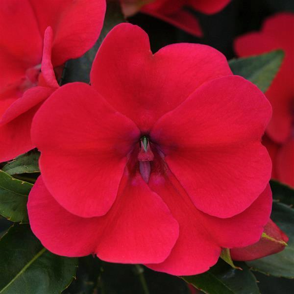 Impatiens nouvelle-guinée Bounce™ Cherry