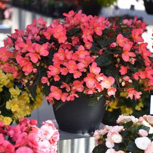 Begonia I'Conia First Kiss Hot Pink