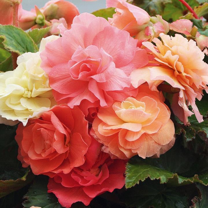Begonia reiger MIX