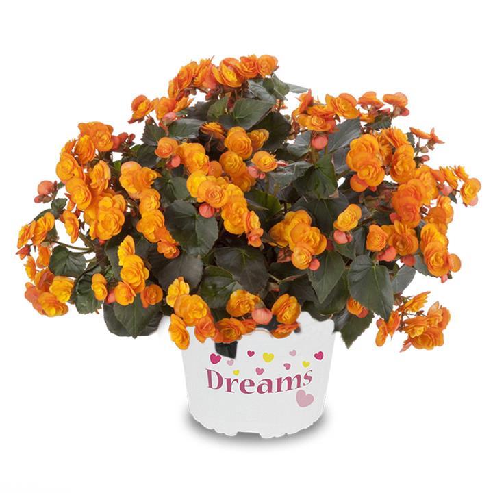Begonia reiger Catrin (orange)
