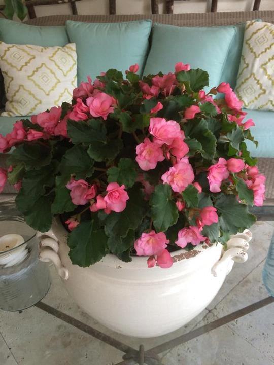 Begonia reiger Glory Pink