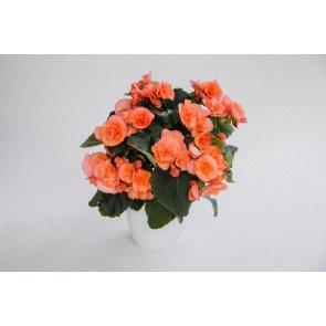 Begonia reiger Hailey Peach