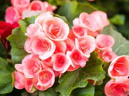 Begonia Reiger Adonia Pink